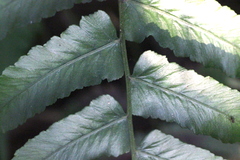 Diplazium conterminum