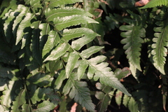 Diplazium conterminum