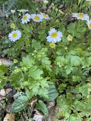 Tanacetum parthenium