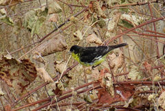 Spinus psaltria psaltria