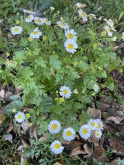 Tanacetum parthenium