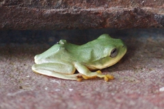 Zhangixalus smaragdinus