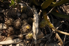 Coryphantha neglecta
