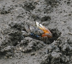 Tubuca coarctata