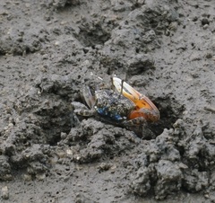 Tubuca coarctata