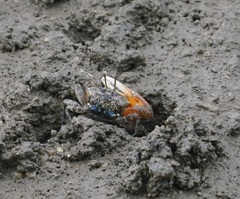 Tubuca coarctata
