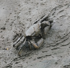 Macrophthalmus