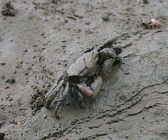 Macrophthalmus