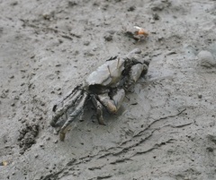 Macrophthalmus