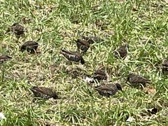 Sturnus vulgaris