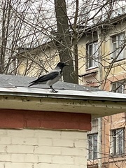 Corvus cornix