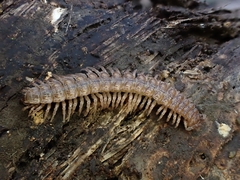 Polydesmus complanatus
