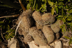 Coryphantha neglecta