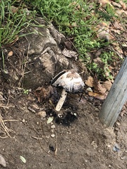 Coprinus comatus