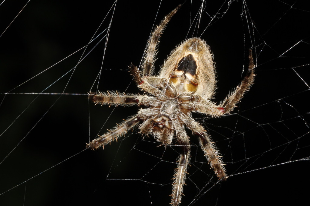 orb weavers