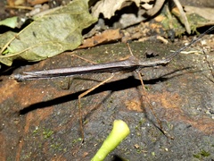 Pseudophasma unicolor