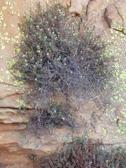 Otiophora calycophylla