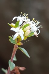 Otiophora calycophylla