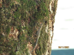 Sphenomorphus sanctus