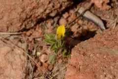 Leobordea divaricata