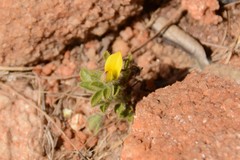 Leobordea divaricata