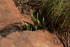 Gladiolus dalenii