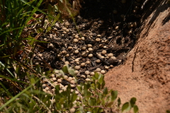 Pronolagus randensis