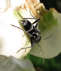 Chlorophorus figuratus