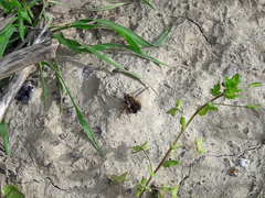Bombylius discolor