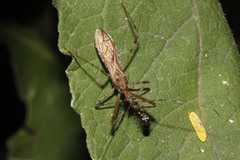 Rocconota annulicornis