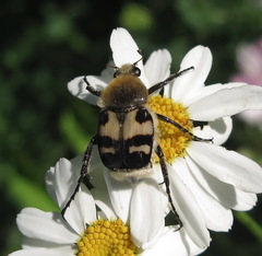 Trichius orientalis