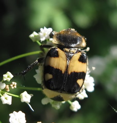 Trichius orientalis
