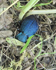 Carabus scabrosus tauricus