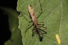 Rocconota annulicornis