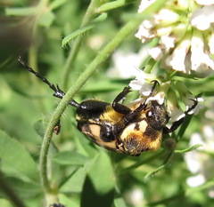 Trichius orientalis