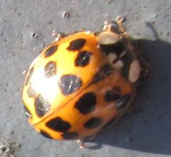 Harmonia axyridis