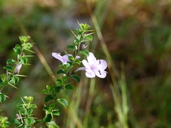 Barleria buxifolia