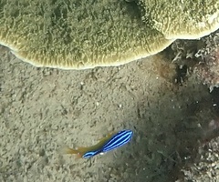 Pomacentrus grammorhynchus