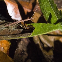 Ocnophiloidea regularis