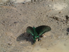 Papilio arcturus