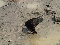 Papilio arcturus