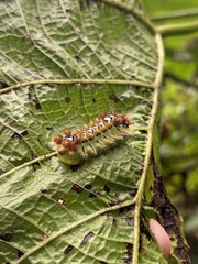 Lepidoptera