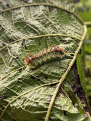 Lepidoptera