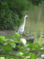Ardea cinerea