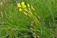 Eriospermum mackenii