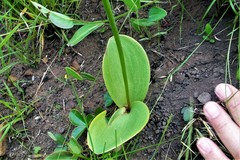 Eriospermum mackenii