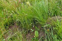 Eriospermum mackenii