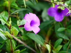 Barleria cristata