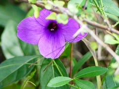 Barleria cristata