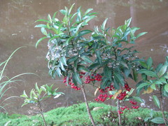 Ardisia crenata